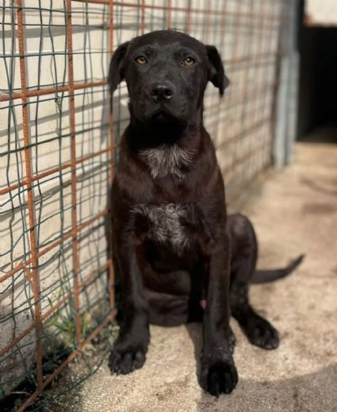 IL PICCOLO SIMON | Foto 1