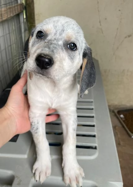 LA DOLCE SIRYA | Foto 5