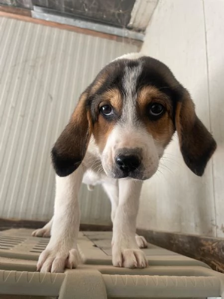 SIRYA ASPETTA TE | Foto 11