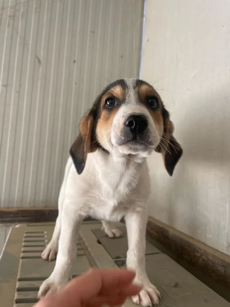 SIRYA ASPETTA TE | Foto 10