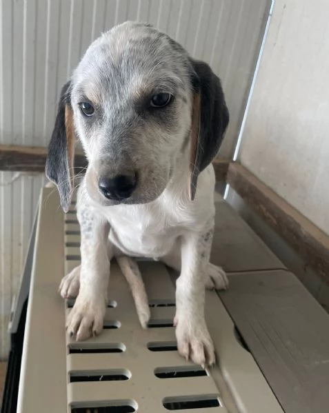 SIRYA ASPETTA TE | Foto 9