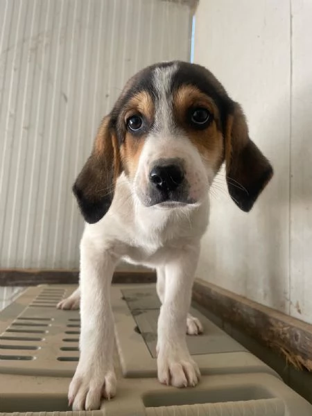 SIRYA ASPETTA TE | Foto 6