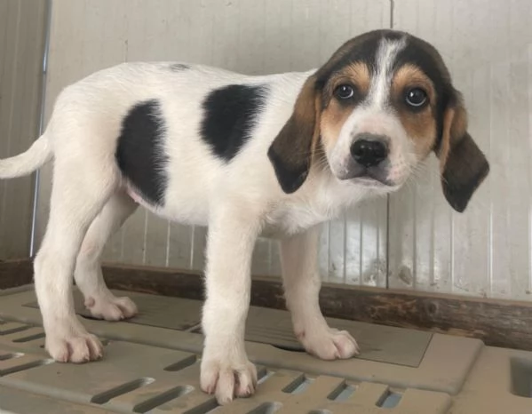 SIRYA ASPETTA TE | Foto 5