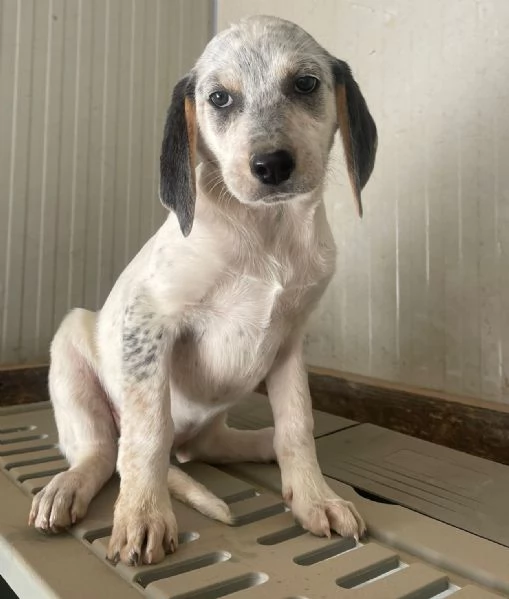 SIRYA ASPETTA TE | Foto 4