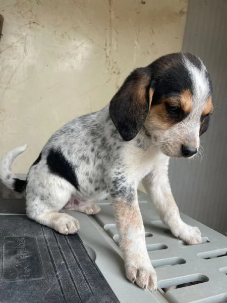 CLEMENTINA ASPETTA TE | Foto 2