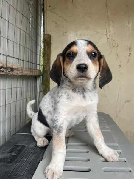 CLEMENTINA ASPETTA TE