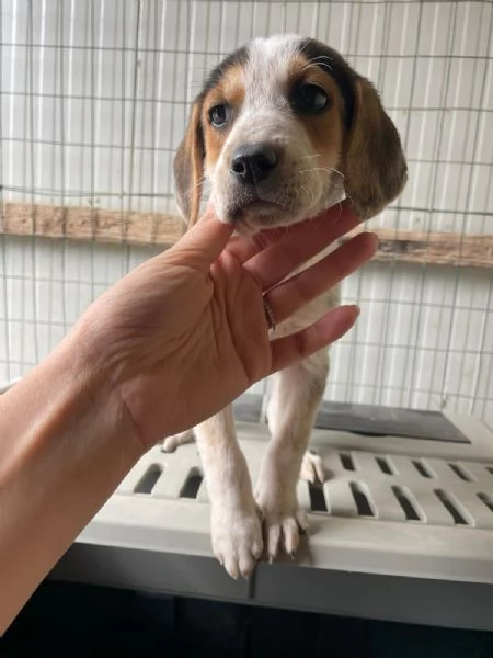 LA DOLCE CELIA | Foto 3