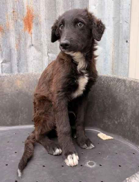 YUKI SPLENDIDO SETTERINO | Foto 4