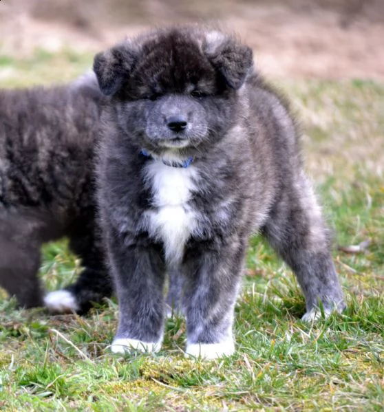 disponibile bellissime cucciole di akita americano