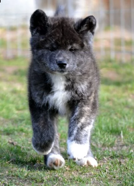 disponibile bellissime cucciole di akita americano | Foto 1