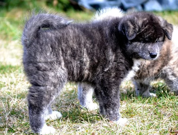 disponibile bellissime cucciole di akita americano | Foto 0