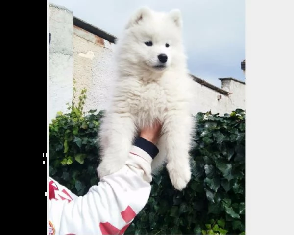 bellissimi cuccioli samoiedo | Foto 0