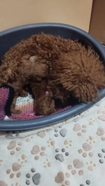 Cuccioli barboncino Toy  | Foto 0