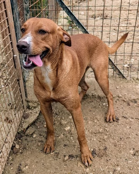 L'ADORABILE CORFU' | Foto 4