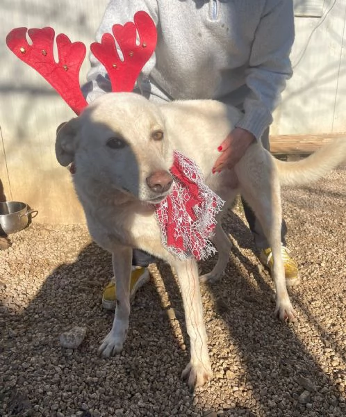 LA DOLCISSIMA SUSI | Foto 3