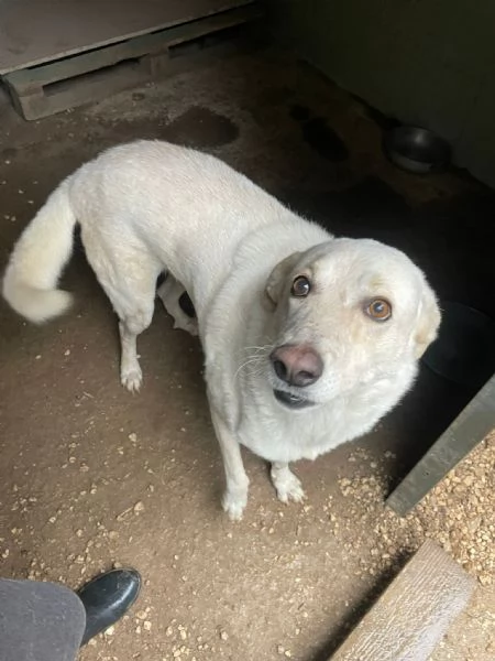 LA DOLCISSIMA SUSI | Foto 2