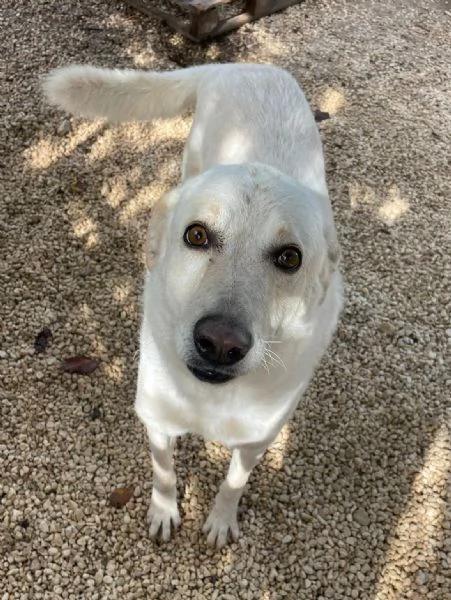 LA DOLCISSIMA SUSI | Foto 0