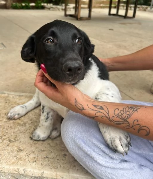 DUE DOLCI FRATELLINI