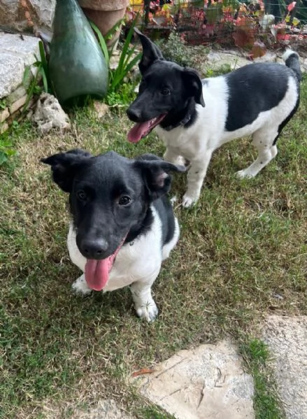 DUE DOLCI FRATELLINI | Foto 4