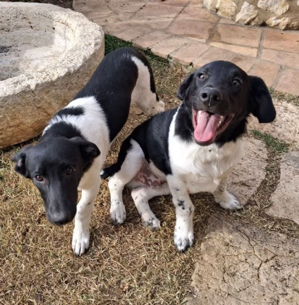 DUE DOLCI FRATELLINI | Foto 0