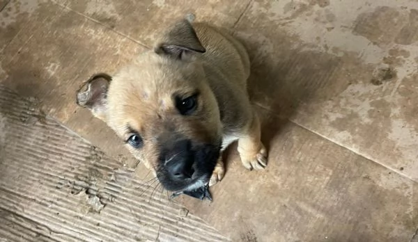 MUFFIN e CHOCO | Foto 5