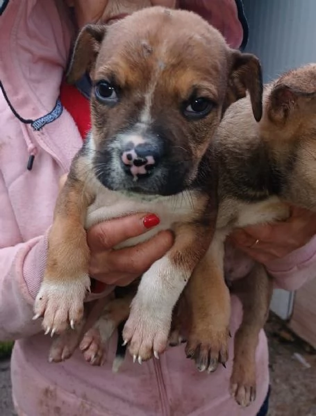 MUFFIN e CHOCO | Foto 1