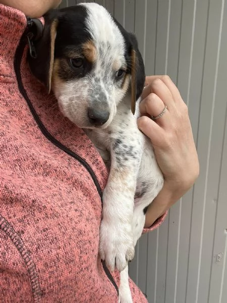 SPLENDIDO CUCCIOLOTTO : COSMO | Foto 5