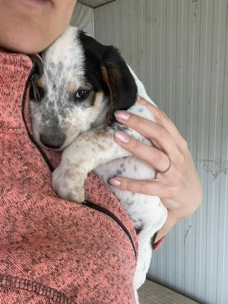 SPLENDIDO CUCCIOLOTTO : COSMO | Foto 3