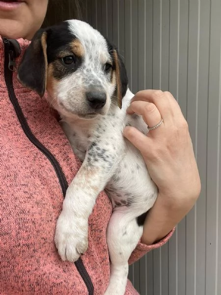 SPLENDIDO CUCCIOLOTTO : COSMO | Foto 2