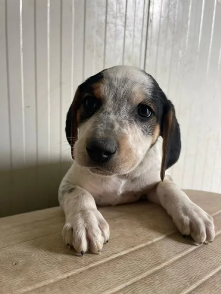 SPLENDIDO CUCCIOLOTTO : COSMO | Foto 1