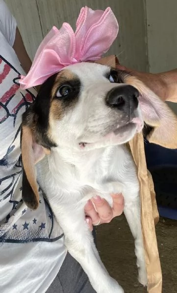 SPLENDIDA CUCCIOLOTTA : SELENE | Foto 10