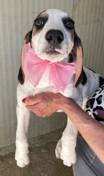 SPLENDIDA CUCCIOLOTTA : SELENE | Foto 9