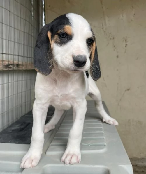 SPLENDIDA CUCCIOLOTTA : SELENE | Foto 4