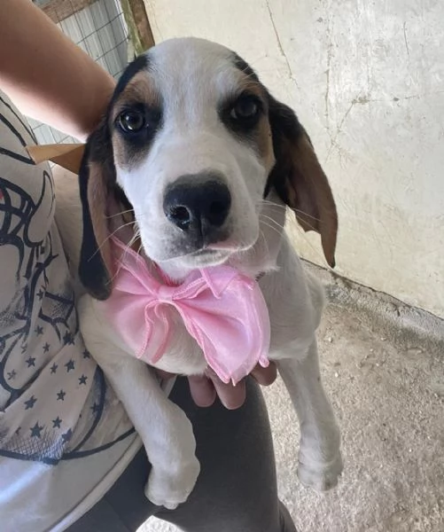 SPLENDIDA CUCCIOLOTTA : SELENE