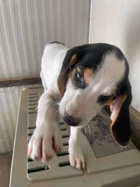 SPLENDIDA CUCCIOLOTTA : SELENE | Foto 6