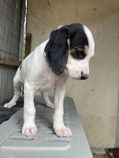 SPLENDIDA CUCCIOLOTTA : SELENE | Foto 2