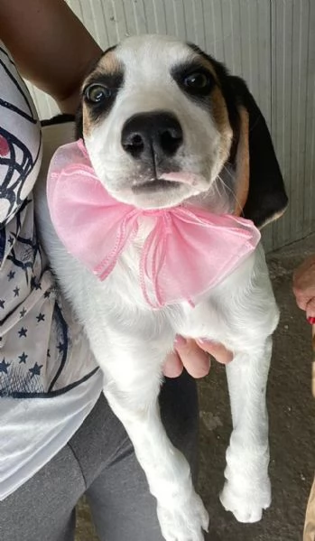 SPLENDIDA CUCCIOLOTTA : SELENE | Foto 3