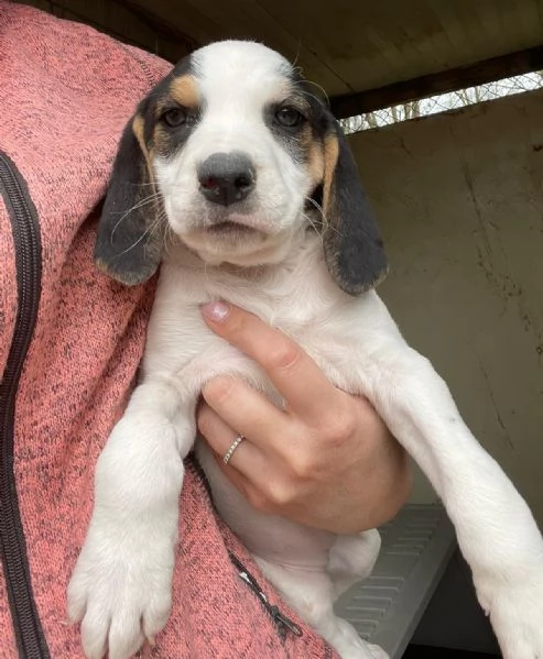 SPLENDIDA CUCCIOLOTTA : SELENE | Foto 1