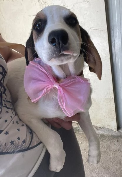 SPLENDIDA CUCCIOLOTTA : SELENE | Foto 1