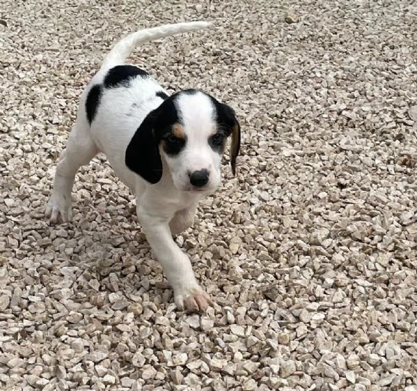 SPLENDIDA CUCCIOLOTTA : SELENE | Foto 0