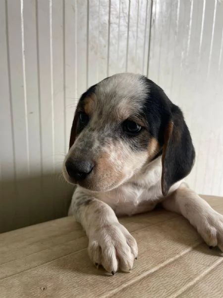 SPLENDIDO CUCCIOLOTTO : COSMO