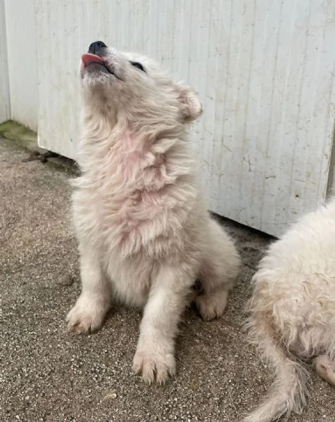 LA TENERA RUNA | Foto 4