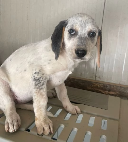 LA DOLCISSIMA SIRYA MIX SEGUGINA SETTERINA | Foto 2