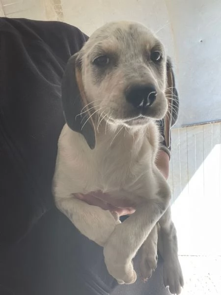LA DOLCISSIMA SIRYA MIX SEGUGINA SETTERINA | Foto 1