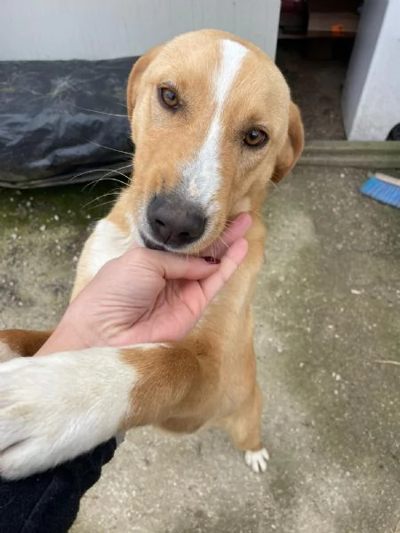 ADOTTA IL TENERO OLIVER | Foto 6