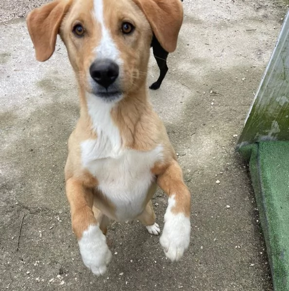 ADOTTA IL TENERO OLIVER | Foto 5