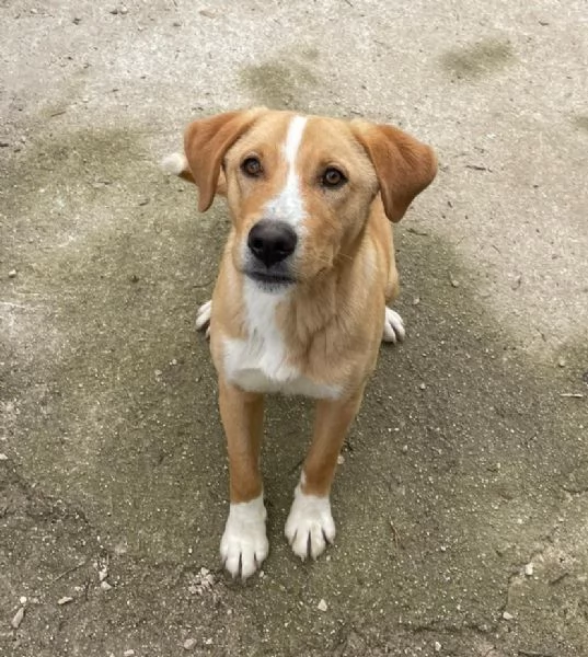 ADOTTA IL TENERO OLIVER | Foto 2