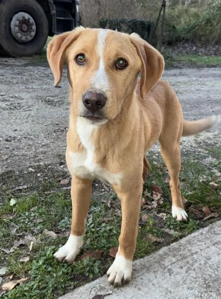 ADOTTA IL TENERO OLIVER | Foto 1