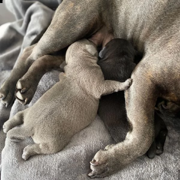 cuccioli blu staffordshire 8 settimane