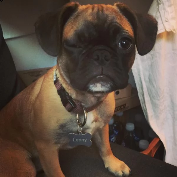 bellissimi cuccioli di bulldog francese